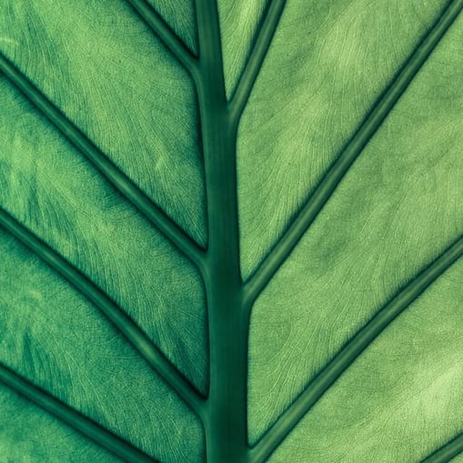 leaf-close-up